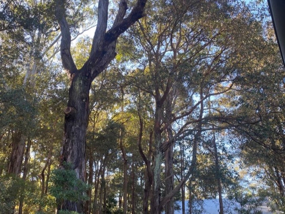 Mature trees in a Bridgend parkland setting due for routine re-inspection