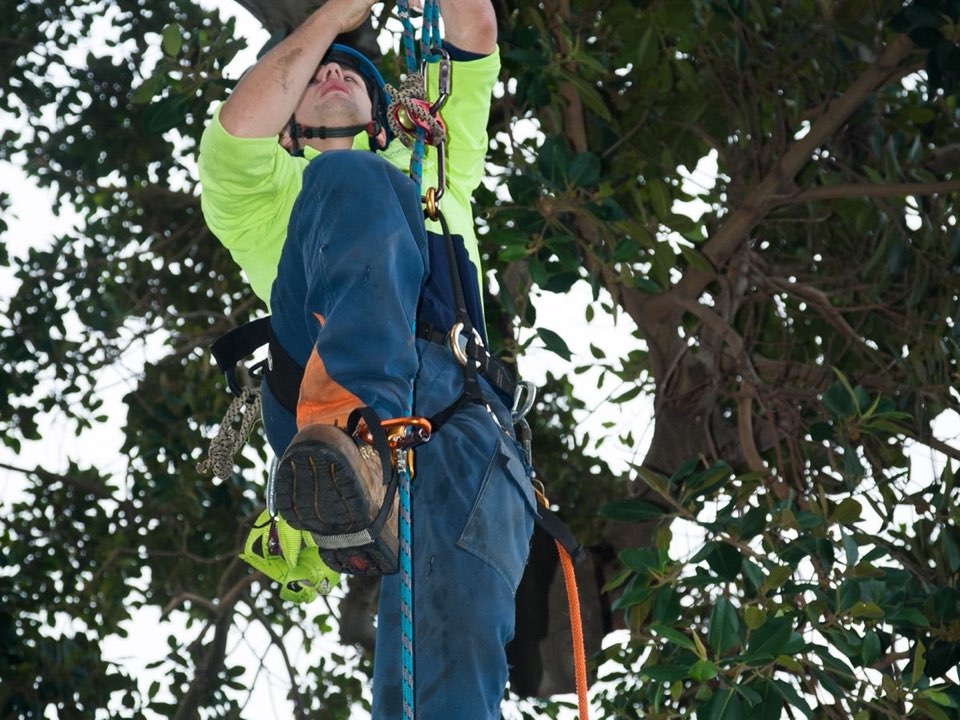 Qualified arborist working in a mature tree during an Enviro Trees UK survey in Bridgend